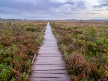 Çiçekli funda ve bitki örtüsüyle bataklık bir yaşam alanında uzun düz bir sahil yürüyüşü.