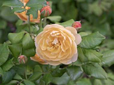 Bir şeftali gülünün yakın çekimi çiçek açan Roald Dahl bir bahçede