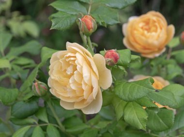 Bir şeftali gülünün yakın çekimi çiçek açan Roald Dahl bir bahçede