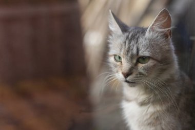 Dışarıdaki bir kedinin portresi.