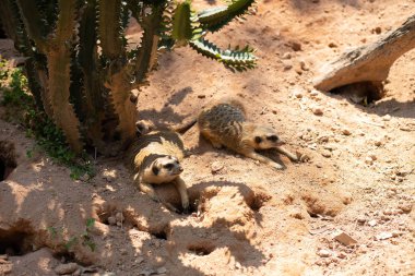 Bir çift mirket gölgede yatıyor.
