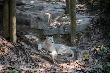 Büyük beyaz kaplan hayvanat bahçesinde yatıyor.