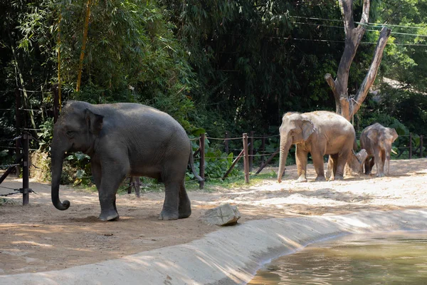 Trzy Słonie Chodzą Pobliżu Stawu Zoo — Zdjęcie stockowe