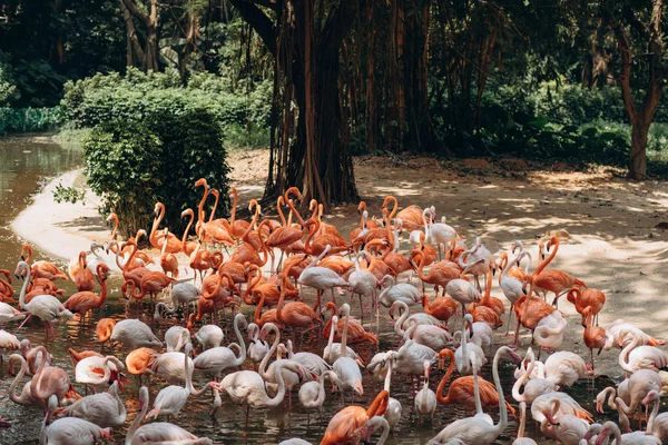 Flamingók Nyája Tavon Állatkertben — Stock Fotó