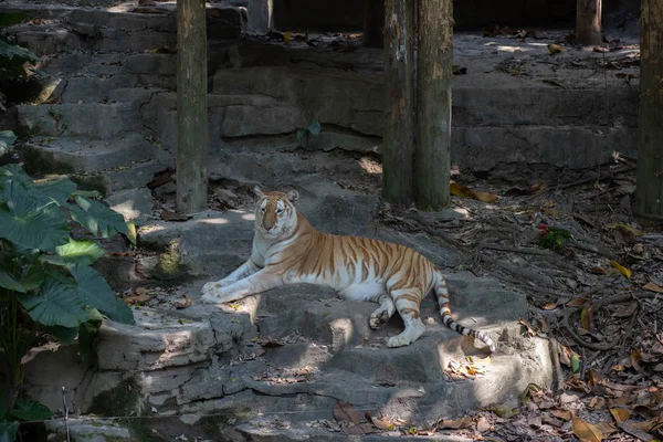 Big Tiger Lying Rocks — Stock Photo, Image