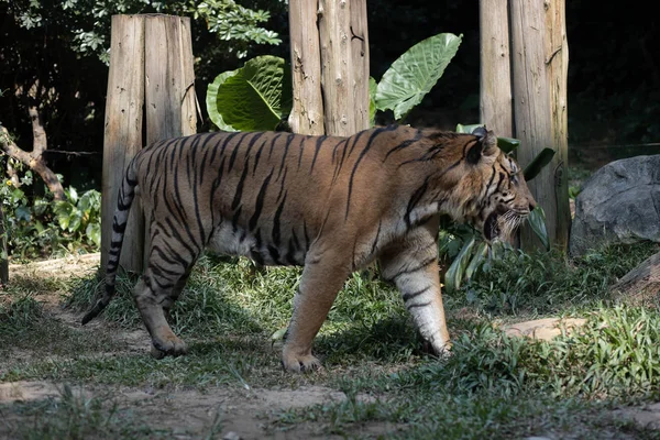 Tiger Walks Safari Park — Stock Photo, Image