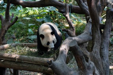 Büyük bir panda bir ağaca tünemeye çalışır.