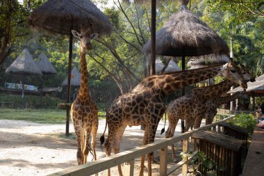 Safari Parkı 'nda dört zürafa