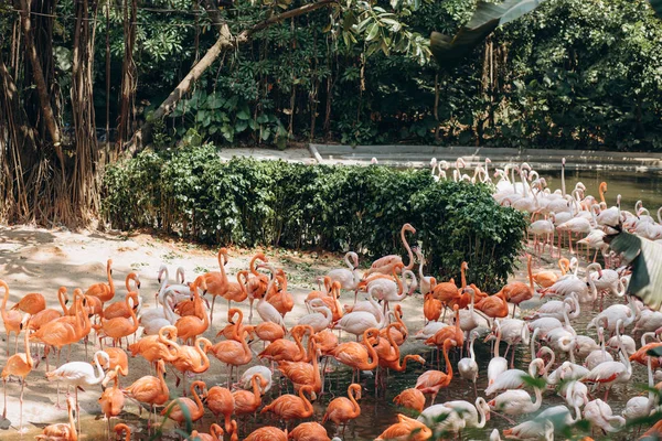 Weiße Und Rosa Flamingos Zoo — Stockfoto
