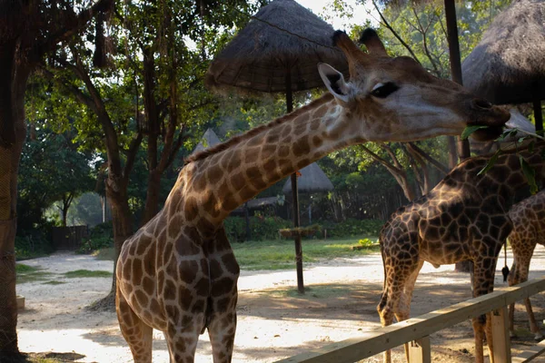 Giraffe Mangiano Foglie Allo Zoo Fotografia Stock