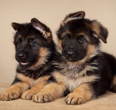 Küçük Alman çoban köpekleri