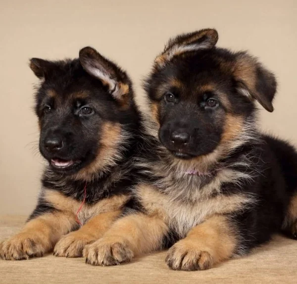 Pequeños Cachorros Pastor Alemán — Foto de Stock