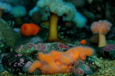 Kuzey Denizi 'nin sualtı dünyası şaşırtıcı derecede parlaktır.