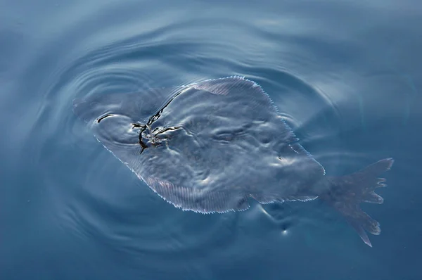 Beyaz boğazlı halibut denizin yüzeyine yükseldi.