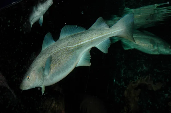 Cod fish is a coveted trophy of many fishermen