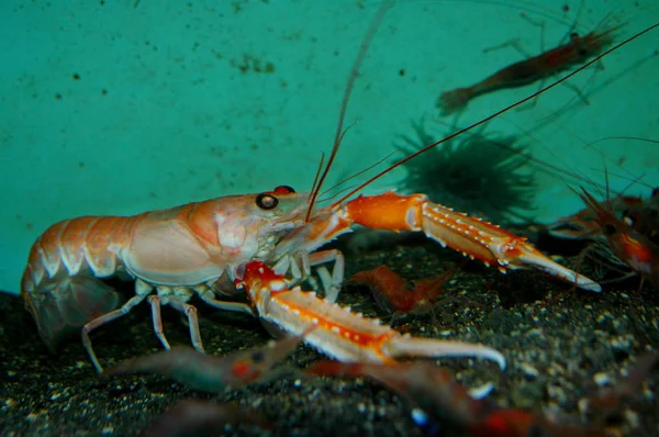 Langoustine is similar to both crab and shrimp at the same time