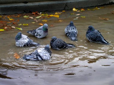 Kaşlarını çatan güvercinler su birikintisinde yıkanır. Sarı sonbahar yaprakları yakınlarda süzülür