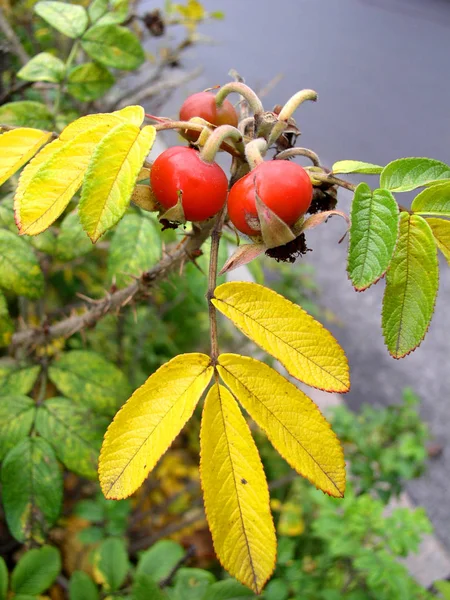 Bu sonbahar, gül kalçası oldukça erken olgunlaştı.