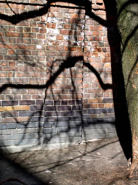 Yaşlı bir ağacın dalları tuğla duvara sert bir gölge düşürdü.