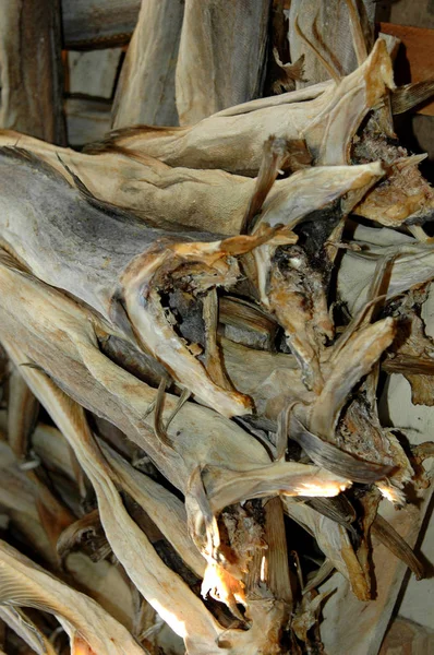 Modern Norveçlilerin ataları açlıktan kaçmak için morina balığı stokluyorlardı.