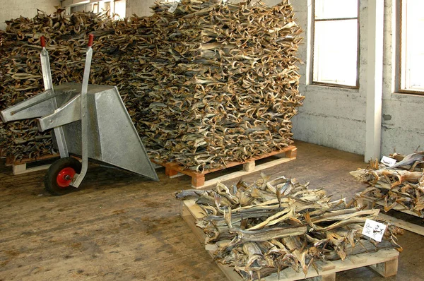 Dried cod in the warehouse of the Lofoten Islands in the old way transported on iron wheelbarrows