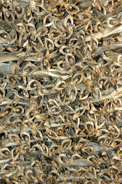 Dried cod for Norway a traditional fishery since ancient times