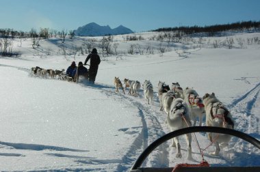 For sled dogs nothing is more pleasant than high speed, white snow and crystal blue sky clipart