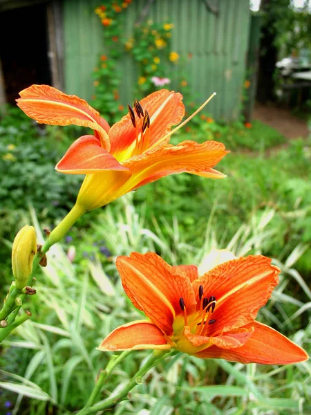 Yeşil bir evin arka planında turuncu renkli iki büyük kaplan zambağı.