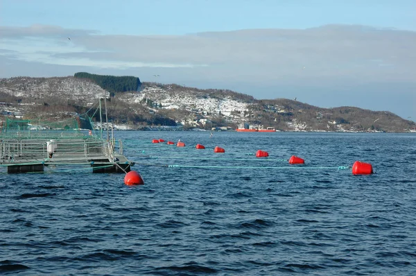 Genç balık somonlarının yetiştiği, denizde inşa edildiği ve Red metal şamandırası sayesinde muhafaza edildiği kafesler.
