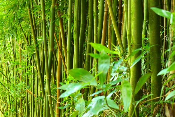 Poder para o Verde — Fotografia de Stock