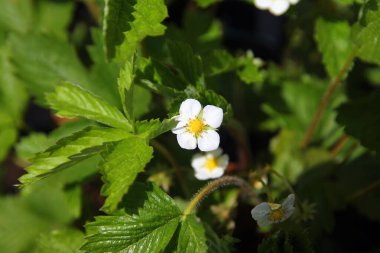Yapraklı çilekli bahar çiçeği