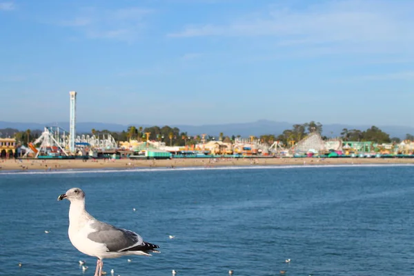 Die Möwe von Santa Cruz — Stockfoto