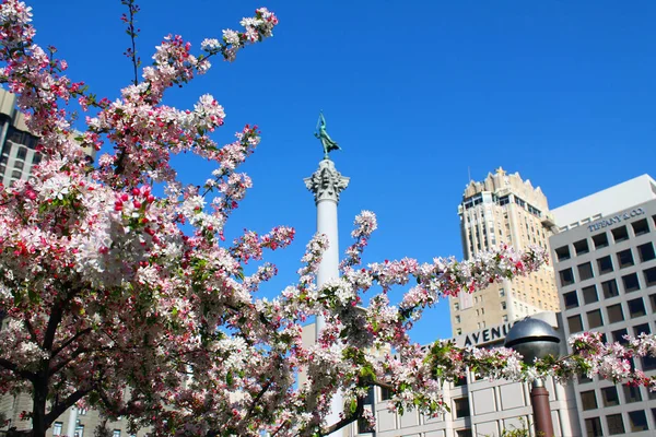 Růžové květy třešní na Union Square — Stock fotografie