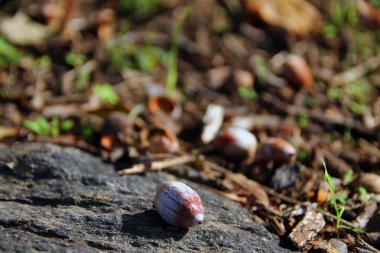 Sonbahar sezonunda bir fındığı kapat