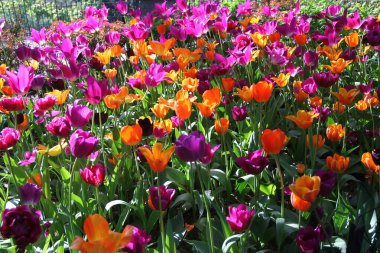 Turuncu, mor ve sarı laleler baharda çiçek açar.