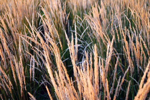 Желтые Колосья Пшеницы Движутся Закате — стоковое фото