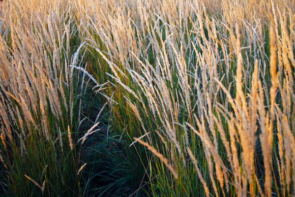 Der Weg Den Gelben Weizenähren — Stockfoto