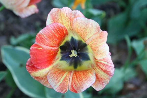 Primo Piano Fiore Striato Rosso Giallo Che Fiorisce Primavera — Foto Stock