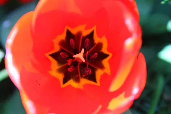 Primer Plano Una Flor Estriada Roja Floreciendo Primavera —  Fotos de Stock