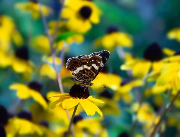 Butterfly — Stock Photo, Image