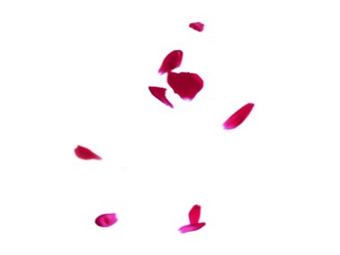 Düşen gül yaprakları beyaza izole edilmiş, gül yaprakları kaplanmış