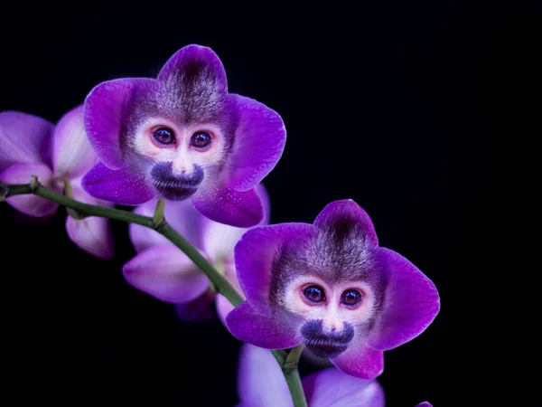 Orquídea Mono Doble Exposición Negro —  Fotos de Stock