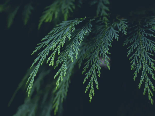 Yeşil thuja yaprakları ya da siyah dalları