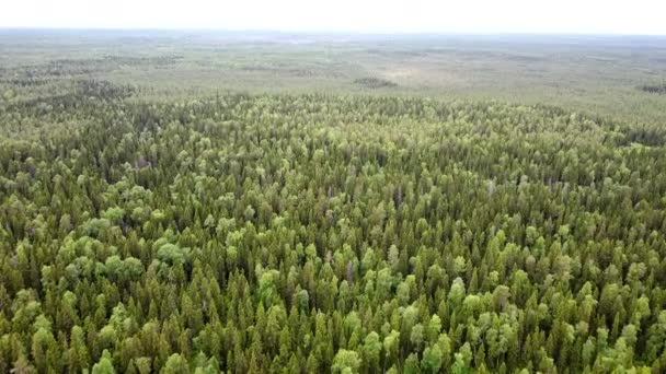 Vista aérea de cima para baixo na floresta no verão. Drone tiro voando sobre os topos das árvores, fundo da natureza em resolução 2.7K — Vídeo de Stock