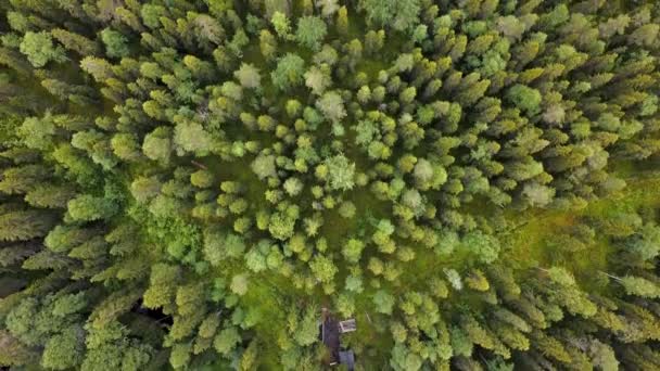 Voo sobre a floresta, log hut, vista qerial de cima para baixo na floresta no verão. Drone tiro voando sobre os topos das árvores, fundo da natureza em resolução 2.7K — Vídeo de Stock