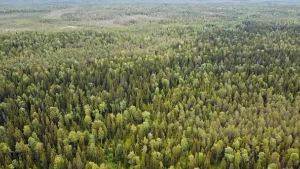 Latem widok z góry na las. Strzał drona przelatujący nad wierzchołkami drzew, tło natury w rozdzielczości 2,7K — Wideo stockowe