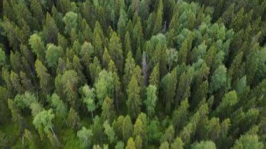 Yazın yukarıdan aşağıya orman manzarası. İHA çekimi ağaç tepelerinde uçuyor, doğa arka planı 2.7K çözünürlükte.