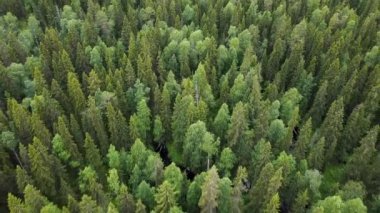 Yazın yukarıdan aşağıya orman manzarası. İHA çekimi ağaç tepelerinde uçuyor, doğa arka planı 2.7K çözünürlükte.