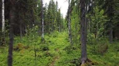 Yazın yukarıdan aşağıya orman manzarası. İHA çekimi ağaç tepelerinde uçuyor, doğa arka planı 2.7K çözünürlükte.