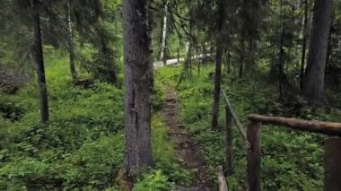 Yazın yukarıdan aşağıya orman manzarası. İHA çekimi ağaç tepelerinde uçuyor, doğa arka planı 2.7K çözünürlükte.